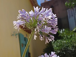 花,紫,關(guān)閉