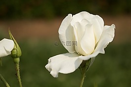 花,白玫瑰,自然