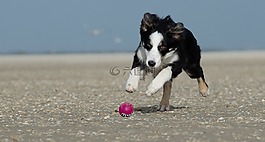 邊境牧羊犬,海灘,球的狗