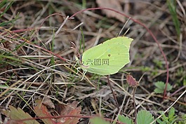 蝴蝶,性質(zhì),芬蘭