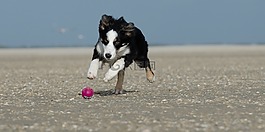 年轻的边境牧羊犬,在海滩上的狗,夏季