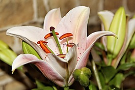 百合,開花,雌蕊