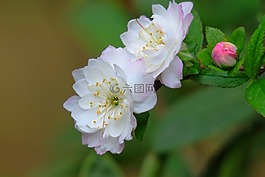 花,大自然,植物