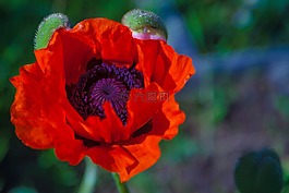 馬克,紅色,花卉