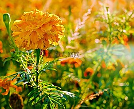 万寿菊,花,菊科