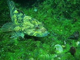 綠色,魚,新鮮