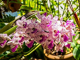 蘭花,花,開花