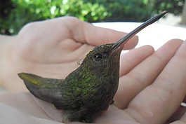 蜂鳥,手,夏季