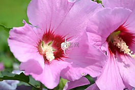 花,白蜘蛛,自然