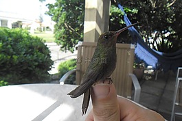 蜂鳥,手,夏季