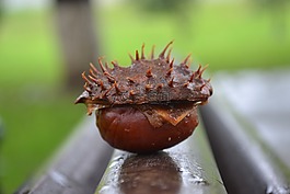 板栗,特写,秋