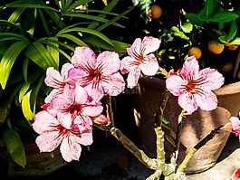 花,開花,白色紅色