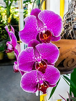 蘭花,花,開花