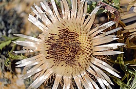 蓟,银蓟,carlina acaulis
