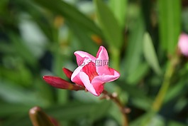 夾竹桃,花,開花