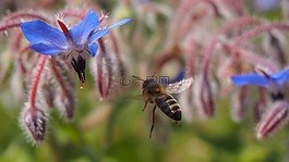 花,蜜蜂,牧草