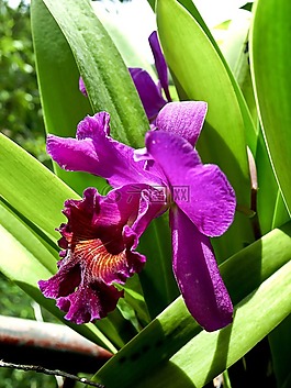 花,蘭花,紫色