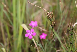 香石竹,開(kāi)花,粉紅色