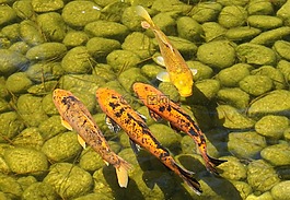 錦鯉,鯉魚(yú),池塘