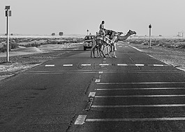 駱駝,路,沙漠
