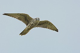 鸟,访问当地peregrine,飞行