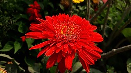 自然,植物區(qū)系,花