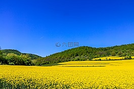 自然,景觀,森林