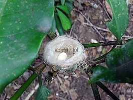 雞蛋,巢,鳥