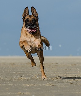 玛利诺犬,在海滩上的走狗,比利时牧羊犬