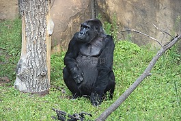 大猩猩,動物園,莫斯科動物園