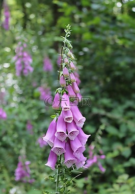 頂針,紫,花