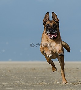 比利時(shí)牧羊犬,瑪利諾犬,走狗