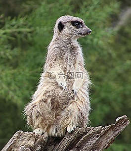 貓鼬,動(dòng)物,動(dòng)物園