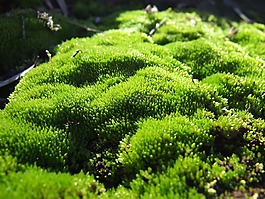 苔,植物,綠色