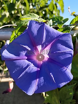 花,紫色,紫色的花朵