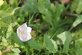 hoverfly,昆虫,花