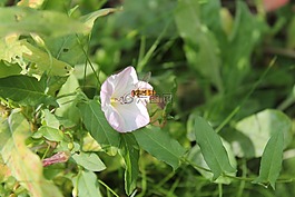 hoverfly,昆虫,花