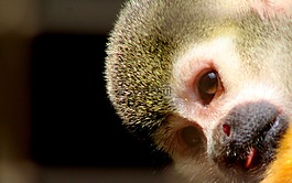 動(dòng)物,動(dòng)物園,猴子