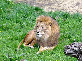 獅子,動(dòng)物,動(dòng)物園