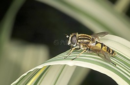 hoverfly,野生動物,昆蟲