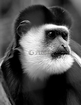 猴子,動(dòng)物,動(dòng)物園