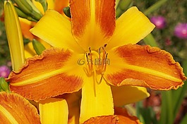 花,黄花菜,双色