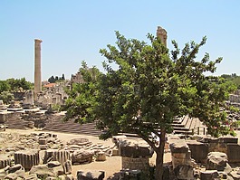 didim,火鸡,历史