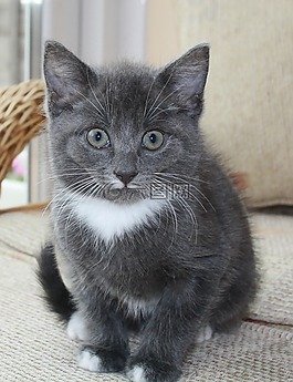 灰色的猫,小猫,可爱