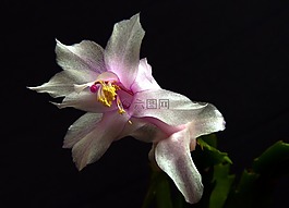 weihnachtskaktus,仙人掌,白