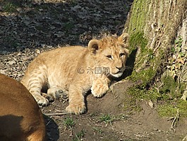 幼崽,嬰兒,動物園