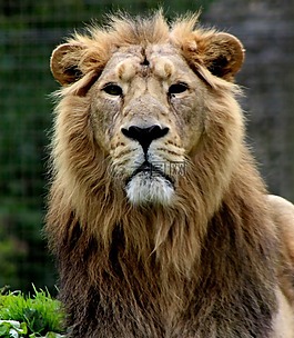 獅子,動(dòng)物園,貓