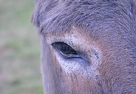 馬,眼,棕色馬