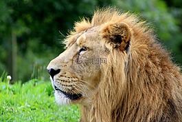 獅子,動物園,貓