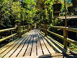 橋,森林,性質(zhì)